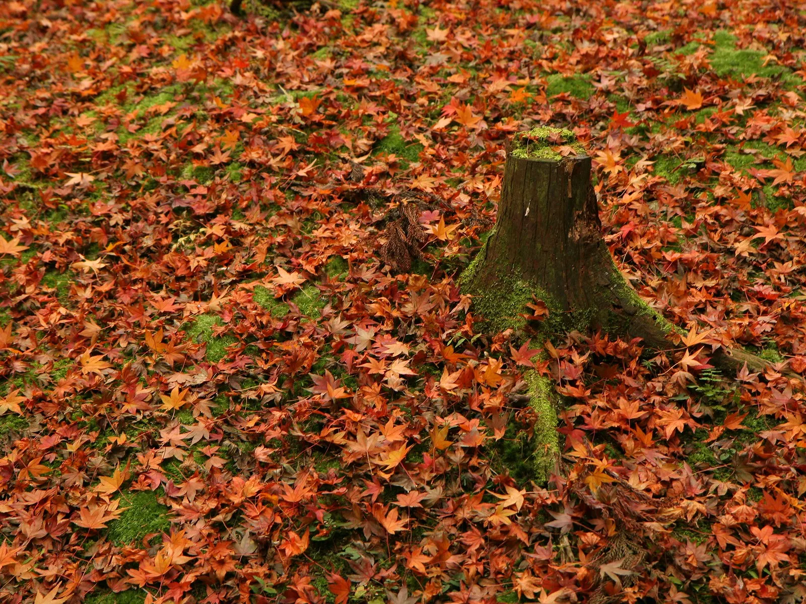 A moss-covered tree stump is surrounded by a dense layer of fallen red and orange autumn leaves.