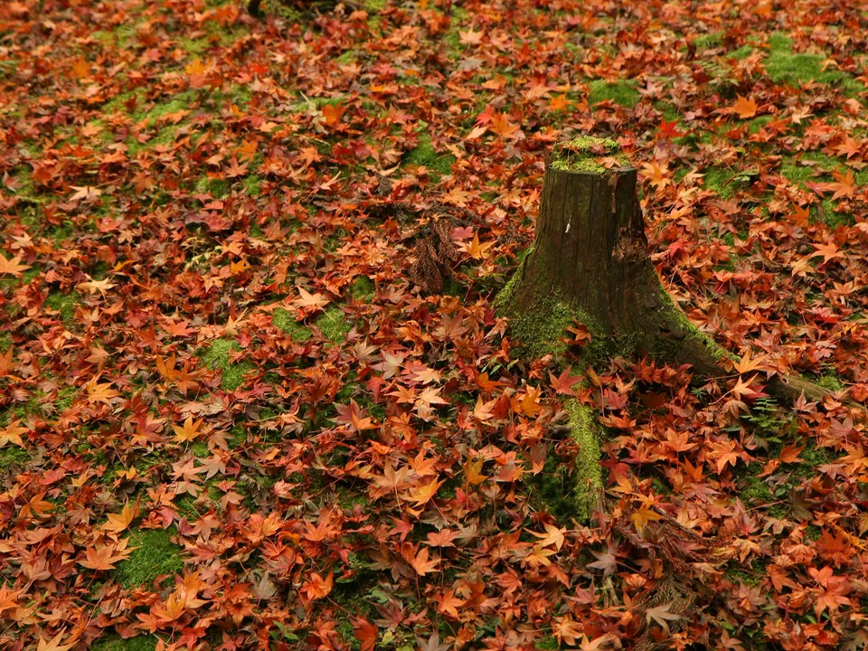 A moss-covered tree stump is surrounded by a dense layer of fallen red and orange autumn leaves.