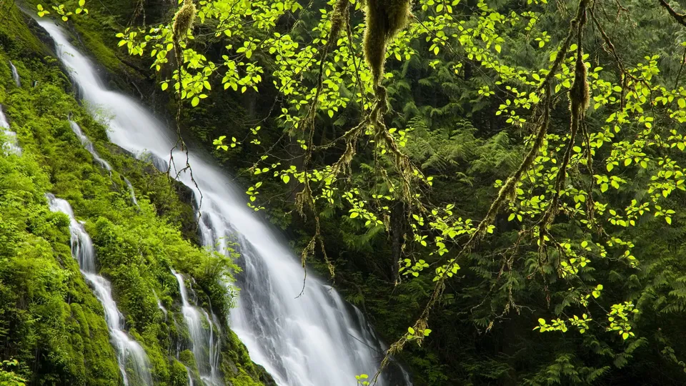 A vibrant waterfall cascades down a moss-covered slope, illuminated by sunlight filtering through the forest canopy.