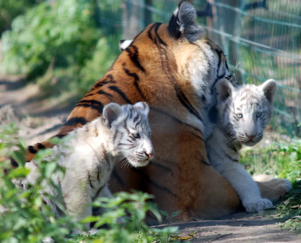 A mother tiger sits with two white tiger cubs, one of which looks directly at the viewer.