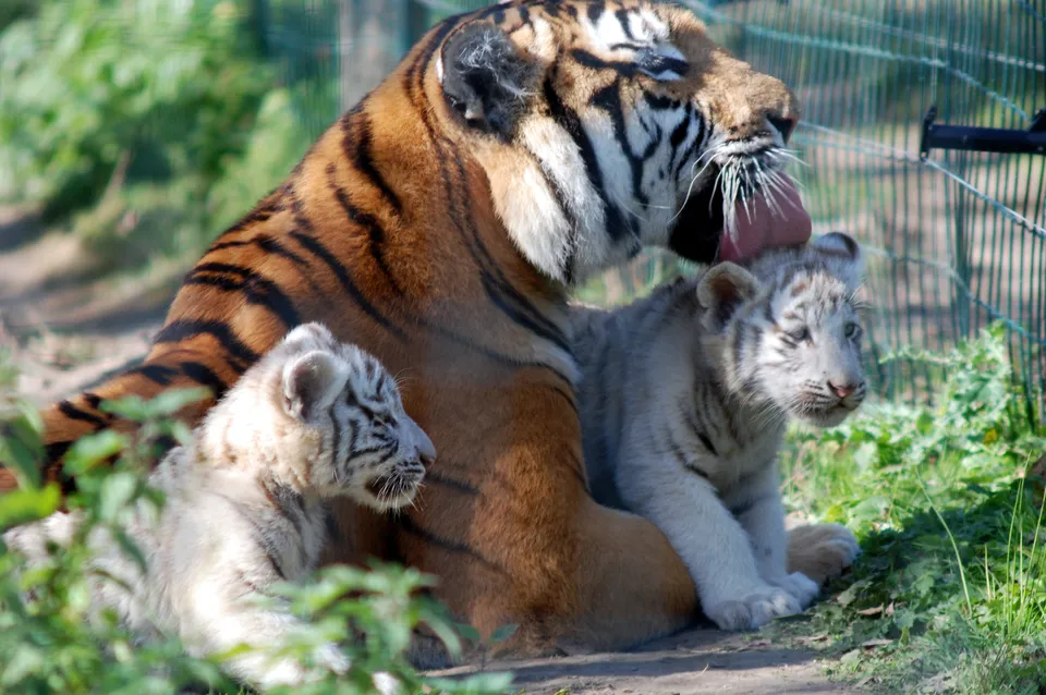 A mother tiger licks the head of one of its two white tiger cubs while the other sits nearby.
