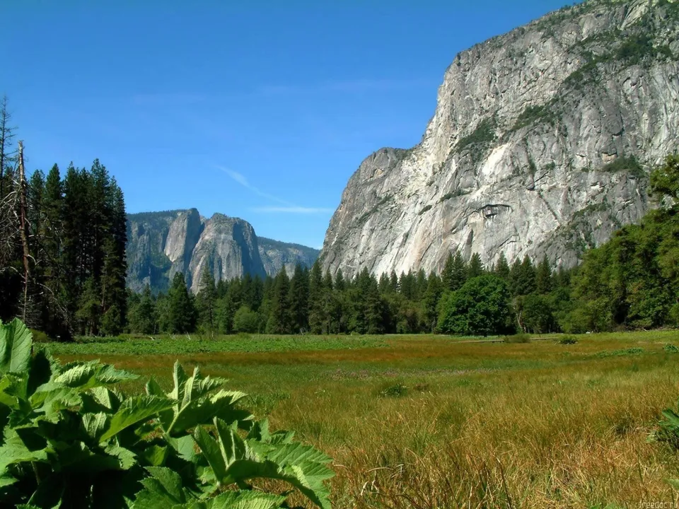 A wide view of a lush green meadow with tall trees and imposing granite cliffs under a clear blue sky.