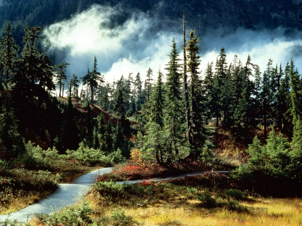 A paved path winds through a dense evergreen forest with misty clouds in the background.