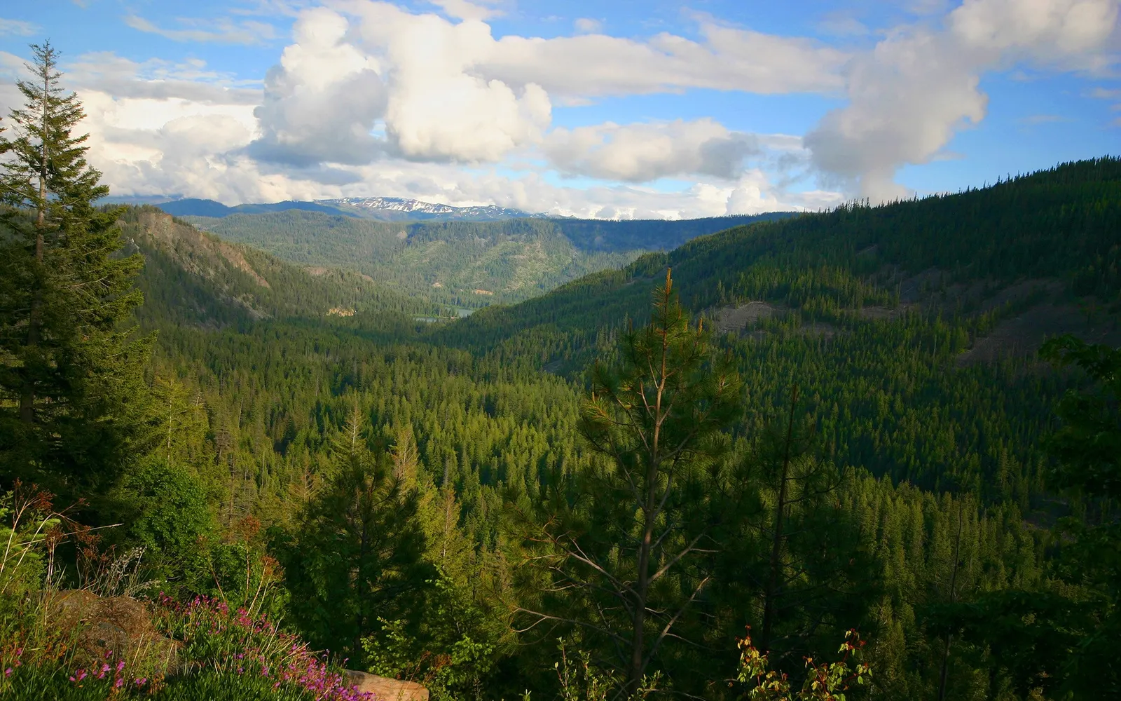A wide valley filled with dense green pine trees, with mountains in the distance under a blue sky with white clouds.