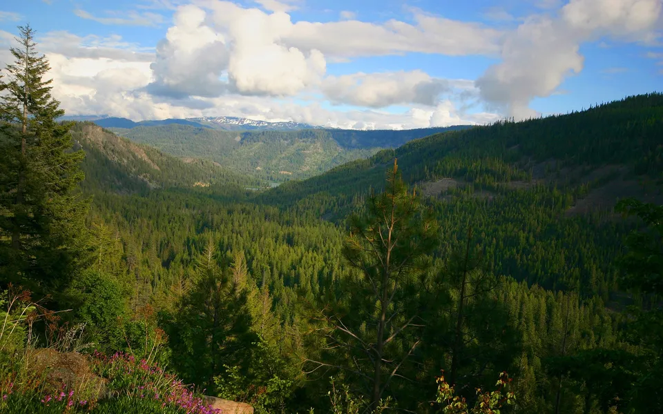 A wide valley filled with dense green pine trees, with mountains in the distance under a blue sky with white clouds.