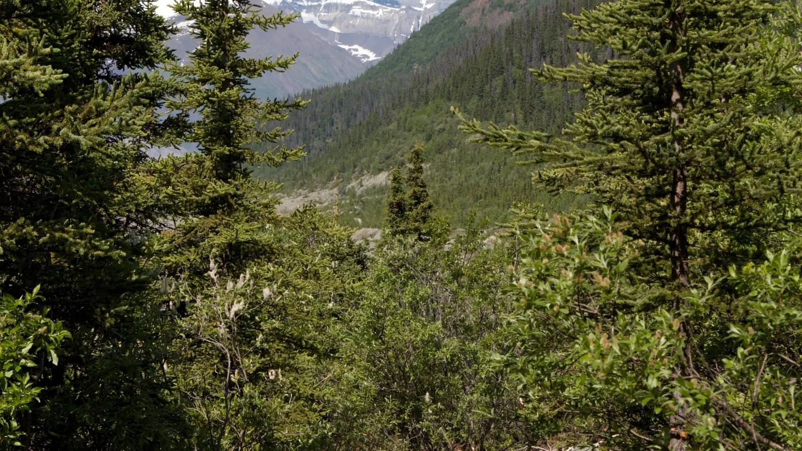 A view through dense green trees to a valley with a forested slope and distant snow-capped mountains.