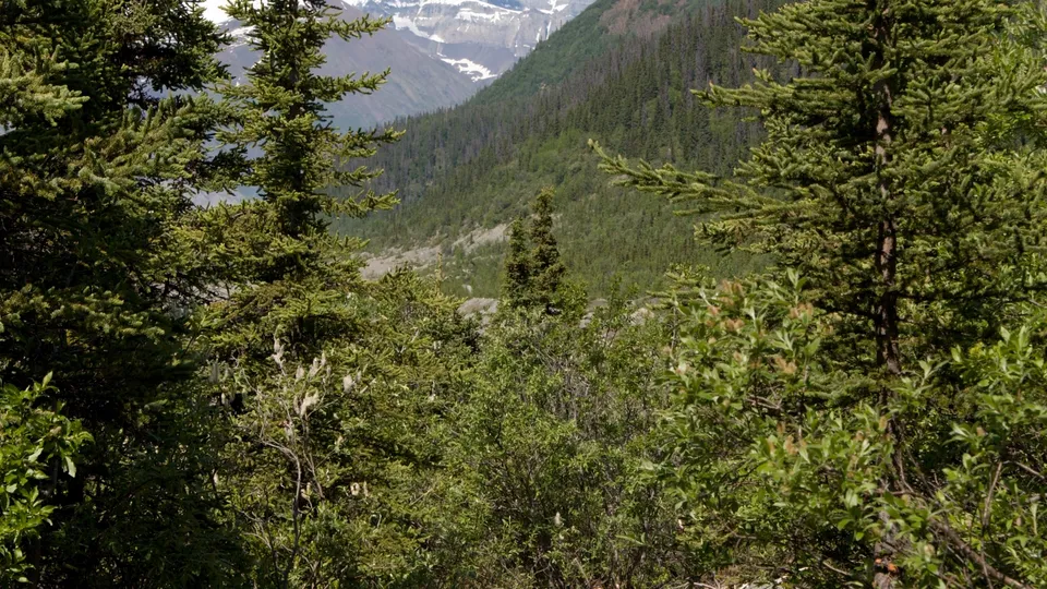 A view through dense green trees to a valley with a forested slope and distant snow-capped mountains.