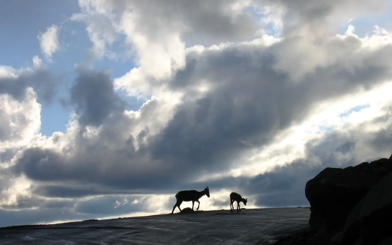 Two mountain goats, one adult and one young, are silhouetted against a dramatic sky with dark clouds and bright sunlight.
