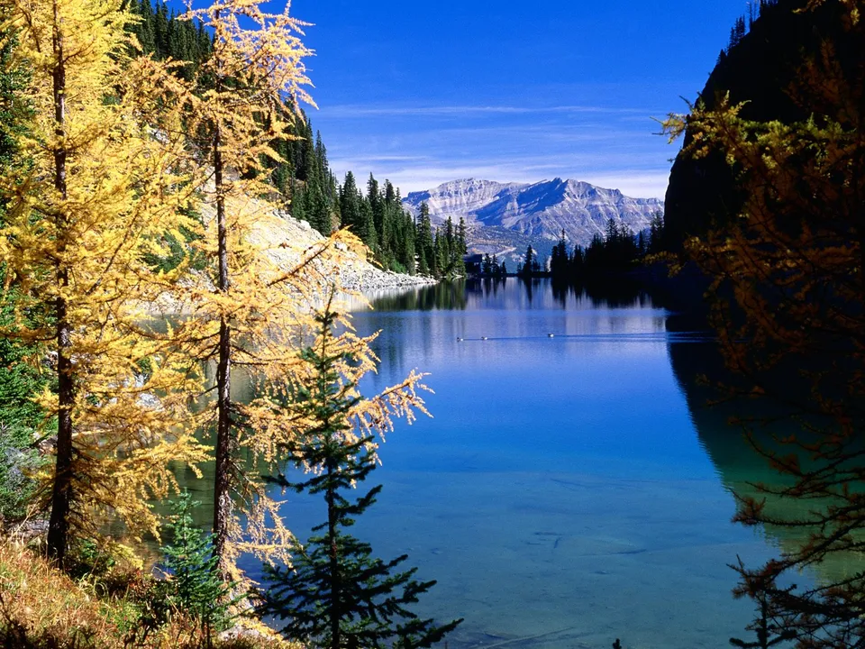 A clear blue mountain lake is framed by golden larches and evergreen trees, with mountains in the background.