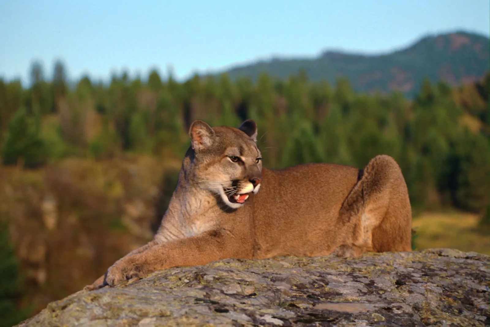 A mountain lion rests on a large rock with a forest and hills in the background.