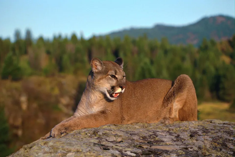 A mountain lion rests on a large rock with a forest and hills in the background.