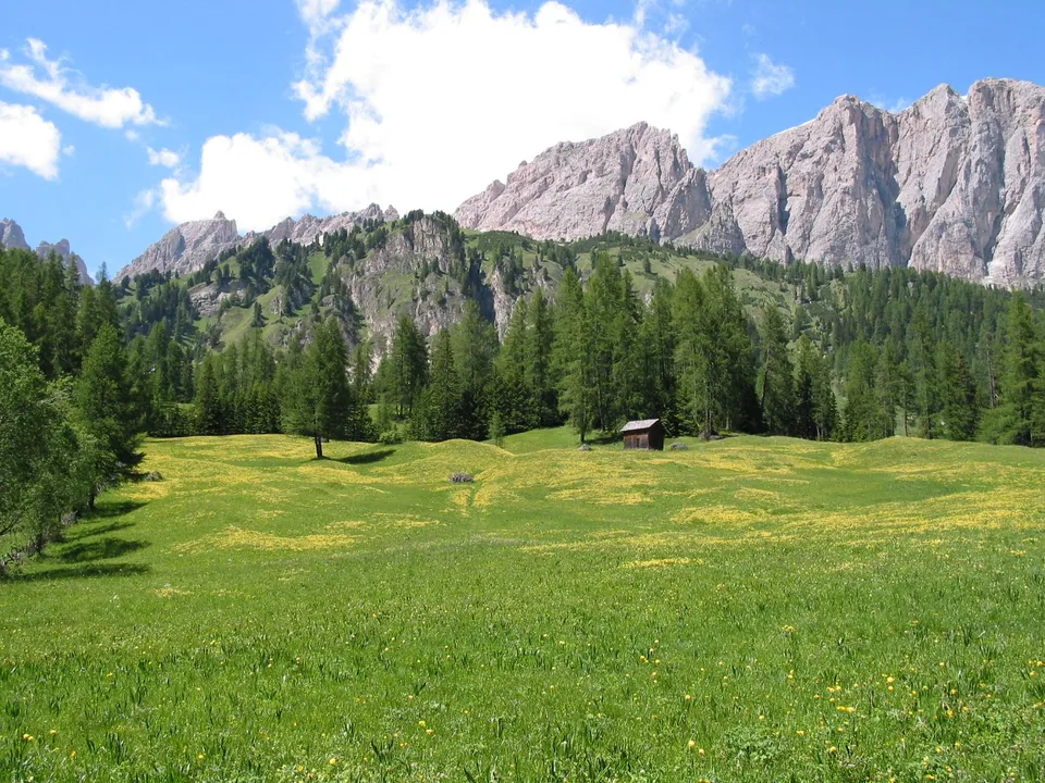 A lush green meadow dotted with yellow wildflowers, leading to a dense forest and towering, rocky mountains under a blue sky with white clouds.
