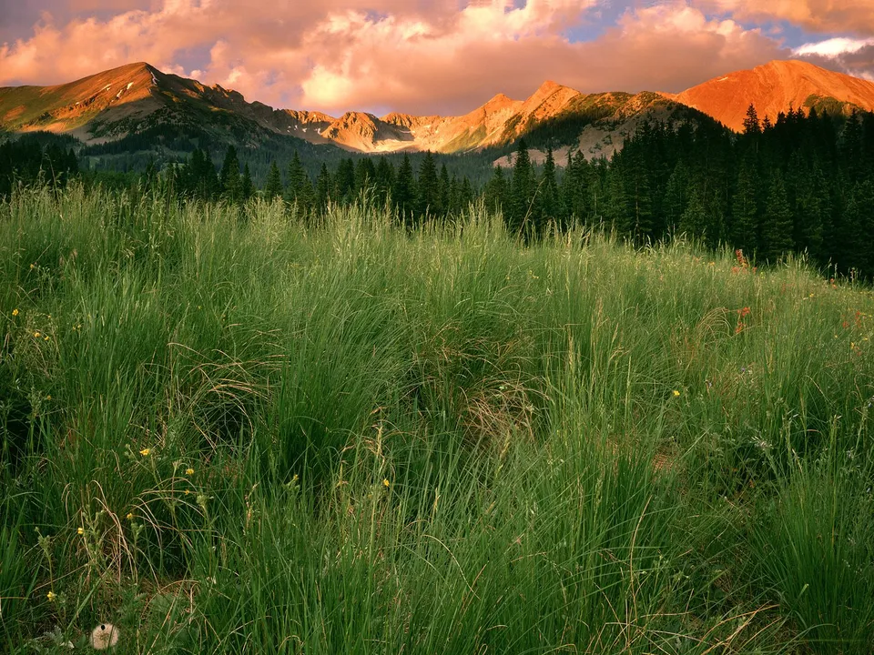 A vast meadow of tall green grass in the foreground, with a line of dark green pine trees behind it, and rugged mountain peaks in the background illuminated by golden sunset light.