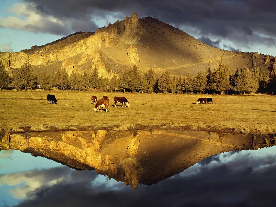 Cows graze in a field with a mountain reflected in the foreground water.