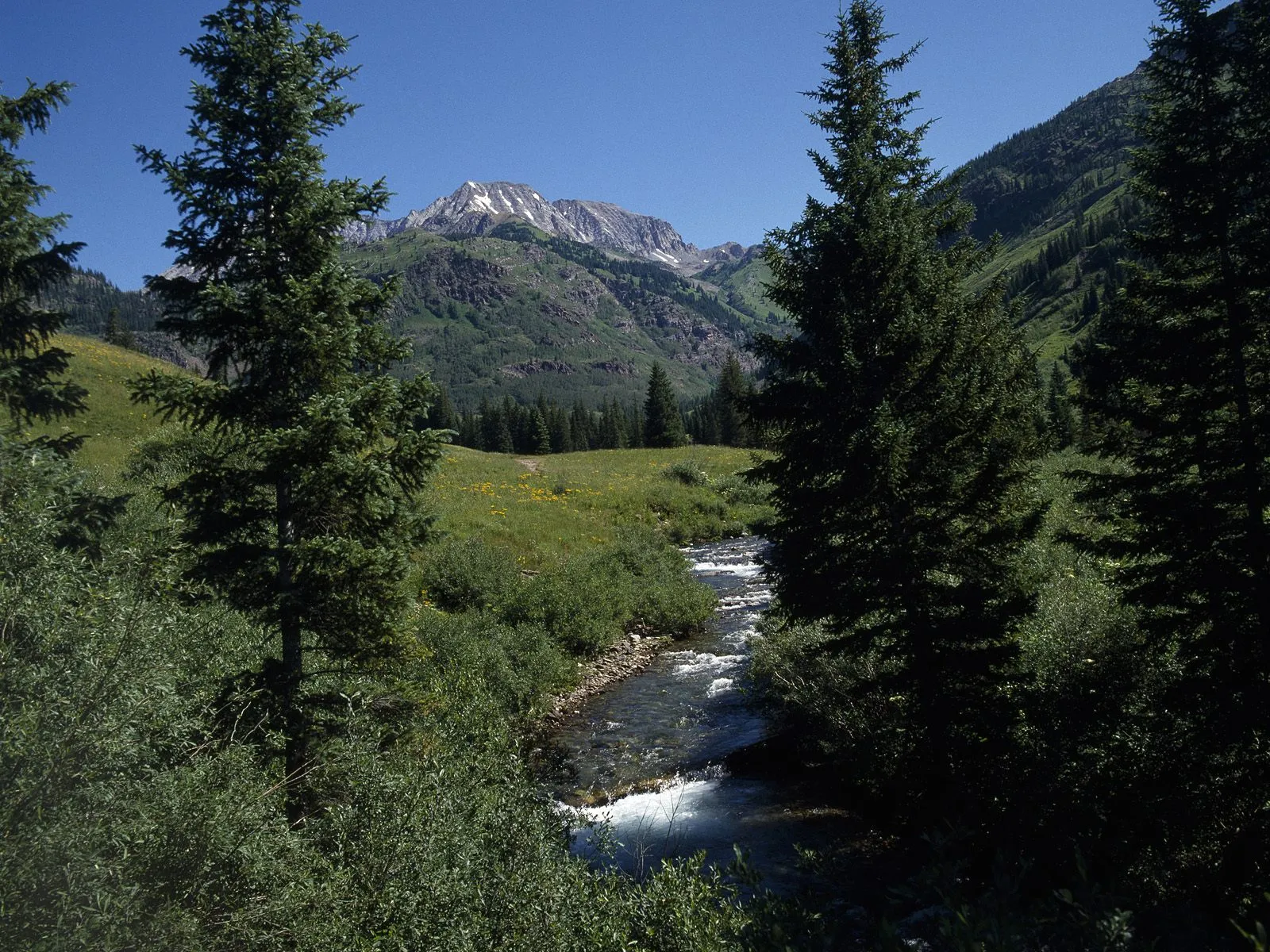 A clear mountain stream flows through a green valley with pine trees and snow-capped mountains in the background.