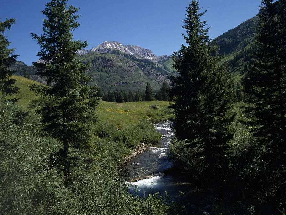 A clear mountain stream flows through a green valley with pine trees and snow-capped mountains in the background.