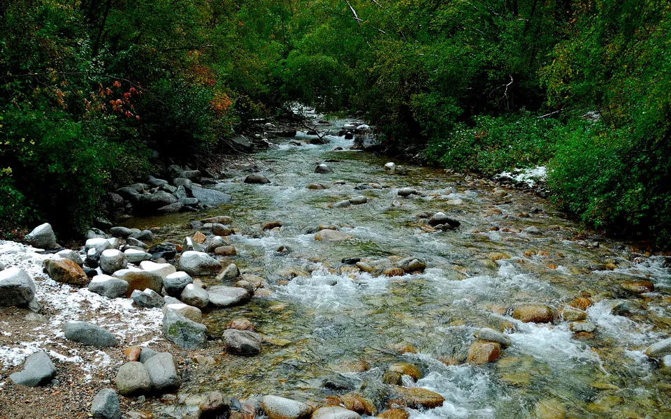 A clear mountain stream flows over rocks, with snow patches on the banks and dense green foliage.