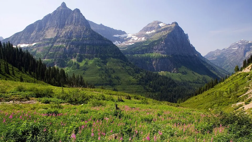 A lush green mountain valley filled with pink wildflowers, with towering, rugged mountains in the background under a clear blue sky.