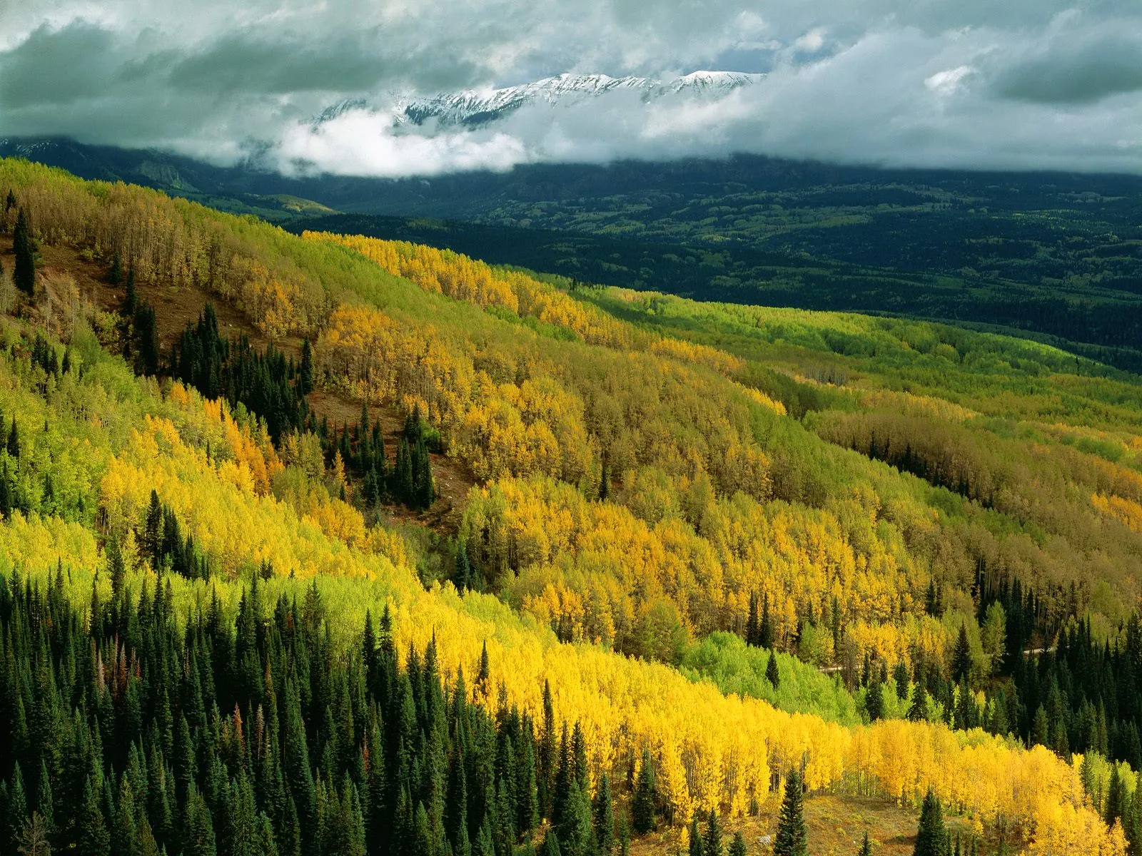 Snow-capped mountains are shrouded in clouds above a vibrant autumn forest of aspen and evergreen trees.
