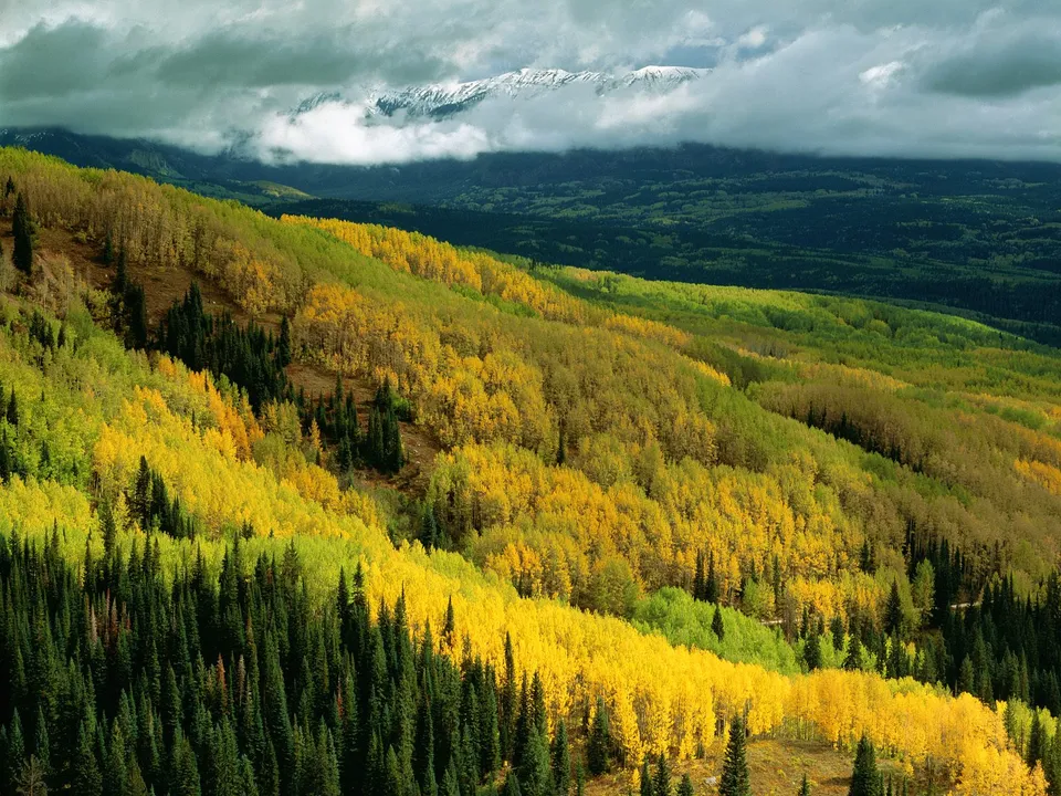 Snow-capped mountains are shrouded in clouds above a vibrant autumn forest of aspen and evergreen trees.