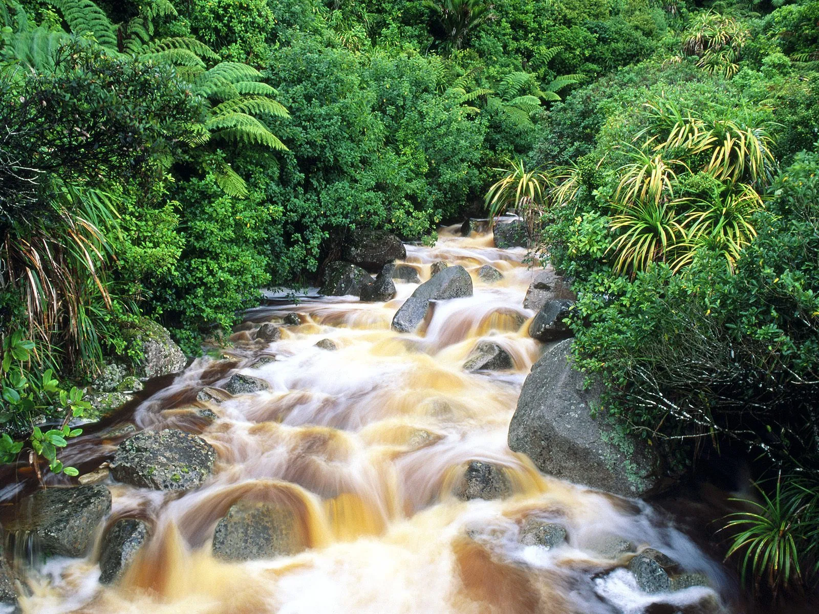 A muddy river flows over rocks through a dense, green forest with ferns and other foliage.