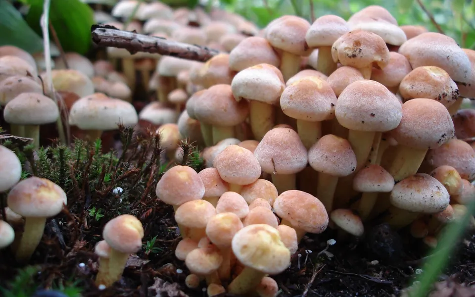 A close-up view of a cluster of small, light brown mushrooms growing on dark green moss.
