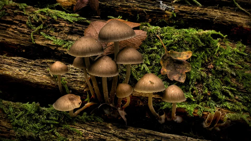 A cluster of small, brown-capped mushrooms sprout from a moss-covered fallen tree trunk.