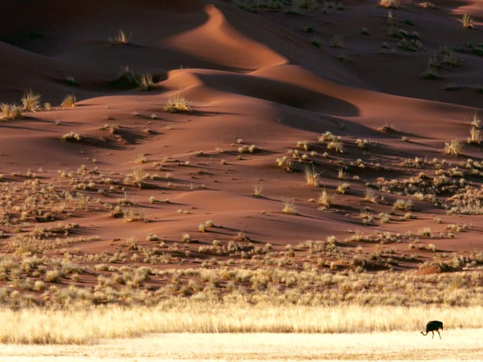 A lone ostrich walks across a dry grassy plain in front of large, undulating sand dunes.