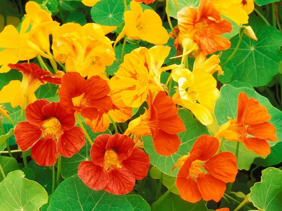 A close-up view of bright red, orange, and yellow nasturtium flowers with green leaves.