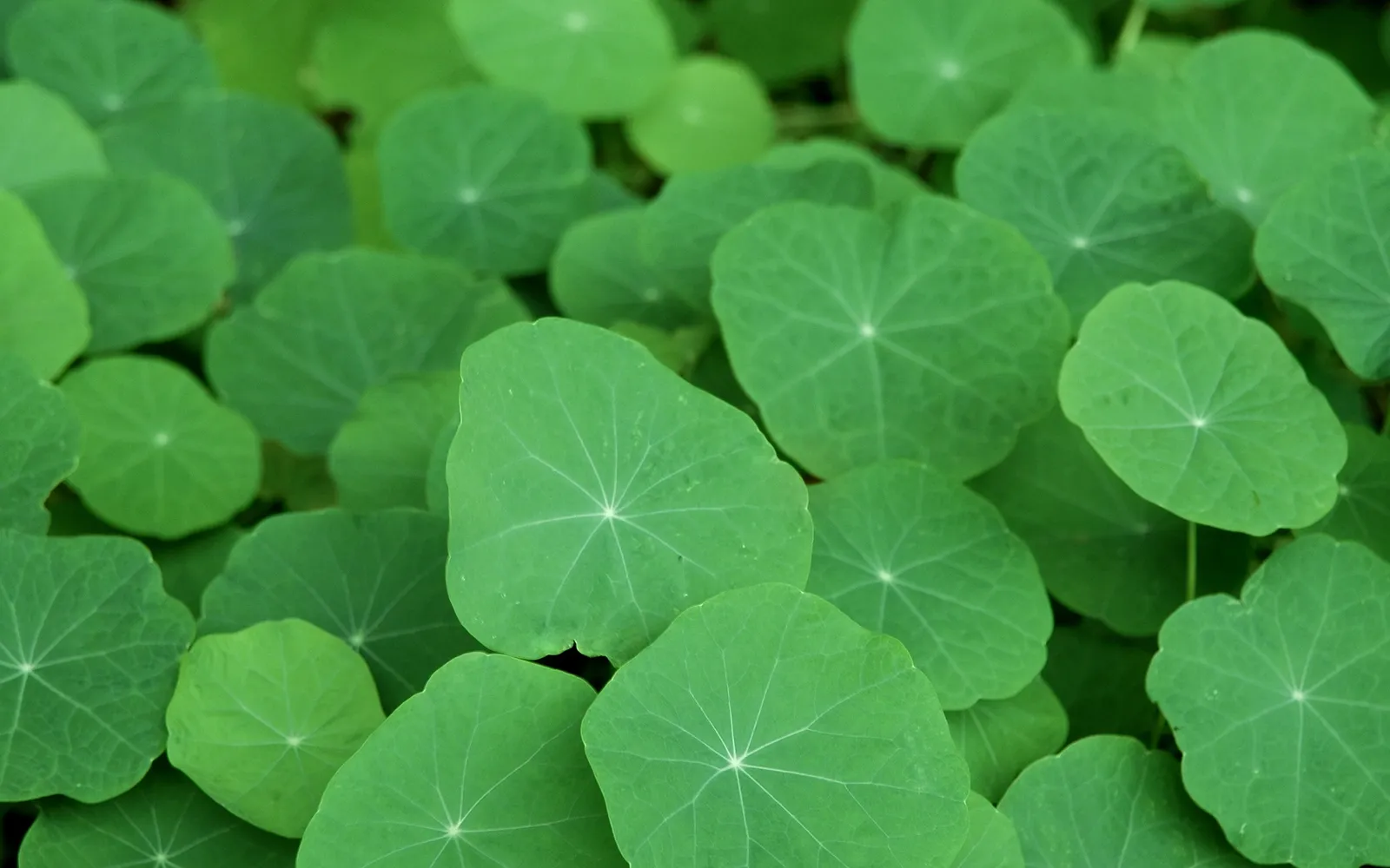 A dense carpet of bright green nasturtium leaves with visible veins.