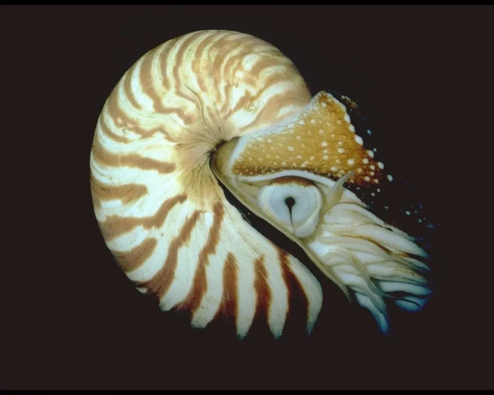 A detailed close-up of a nautilus shell, showcasing its spiral shape and brown and white stripes against a dark background.