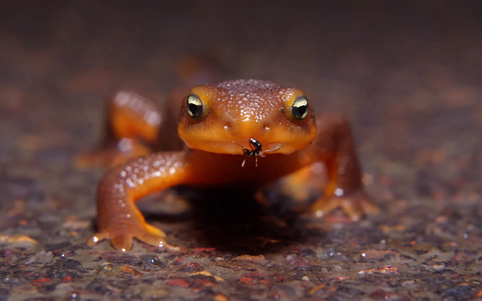 A close-up of a newt with an ant on its snout.