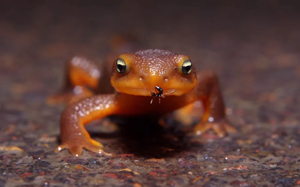 A close-up of a newt with an ant on its snout.