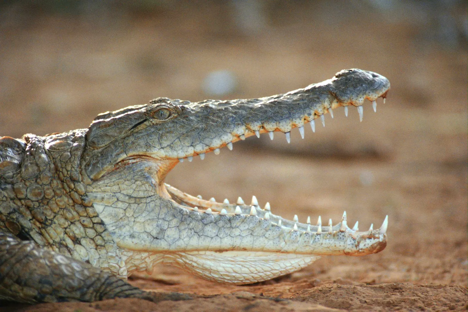 A close-up profile view of a Nile crocodile with its mouth open, revealing sharp teeth.