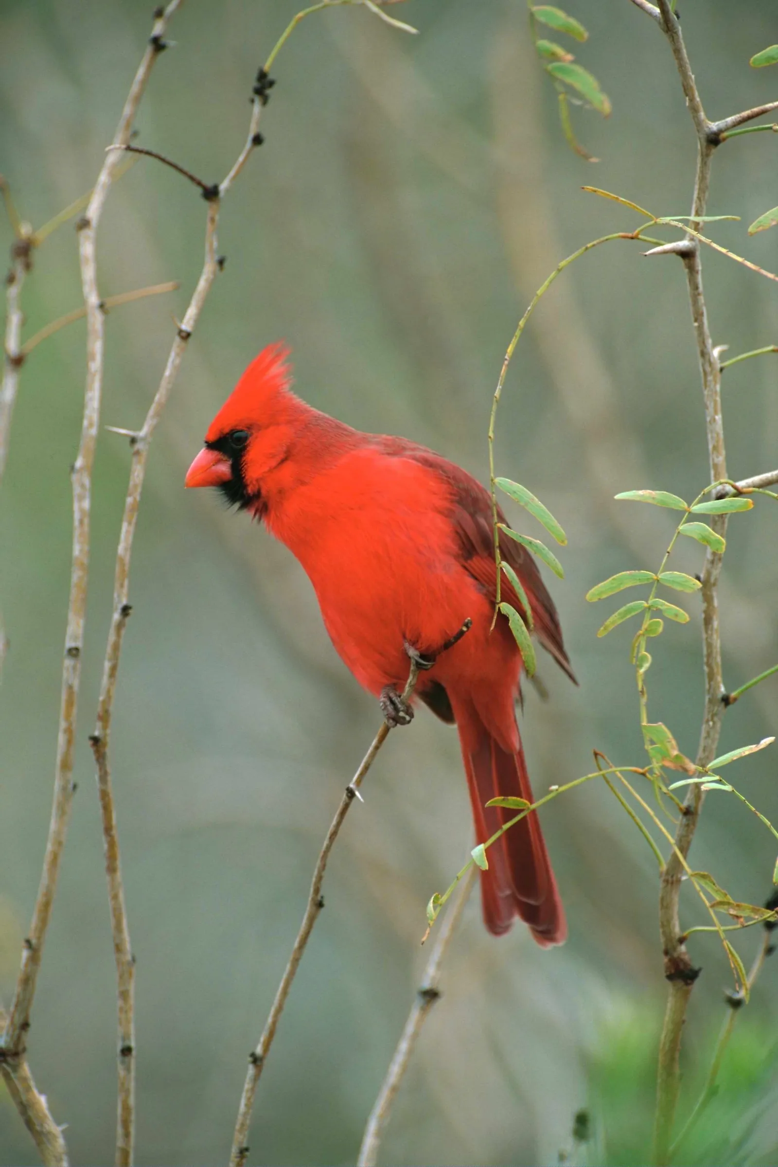 A bright red male Northern Cardinal perches on a thin branch, looking to the left.