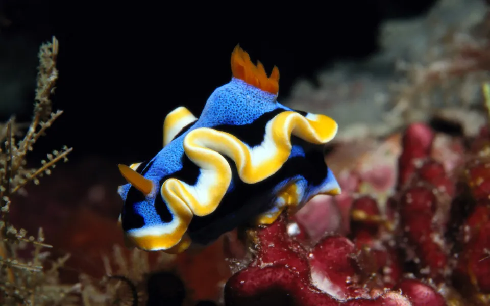 A colorful nudibranch sea slug with blue, yellow, and black markings rests on red coral.