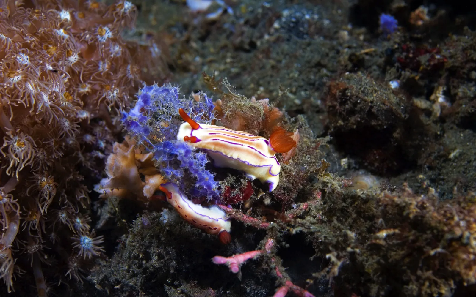 Two colorful nudibranchs with white bodies, purple stripes, and orange antennae rest on a vibrant coral reef.