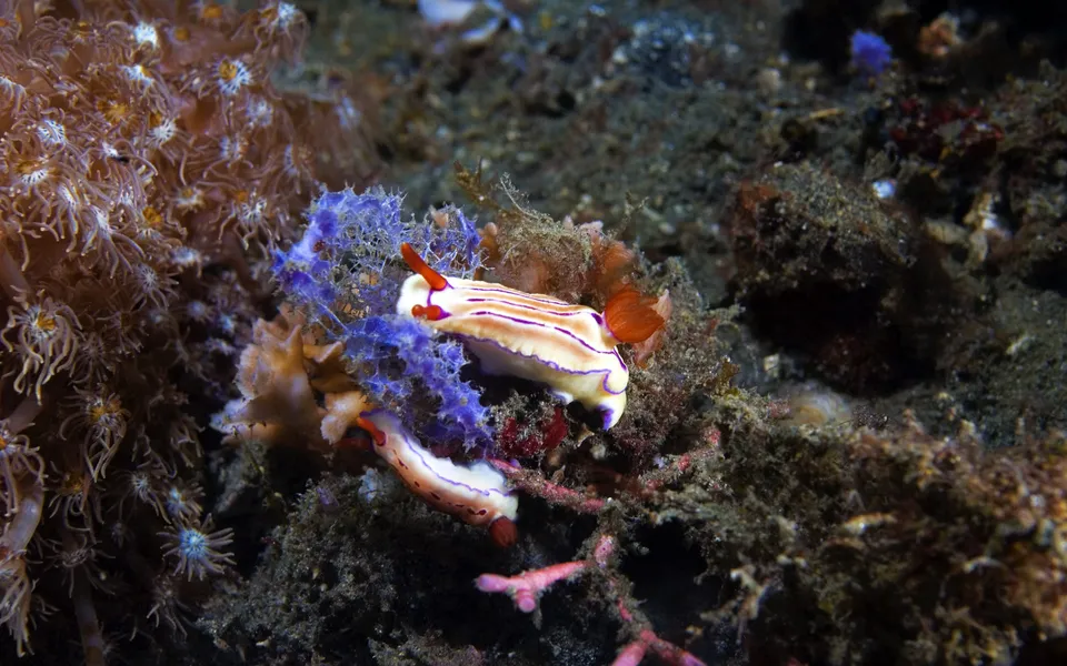Two colorful nudibranchs with white bodies, purple stripes, and orange antennae rest on a vibrant coral reef.