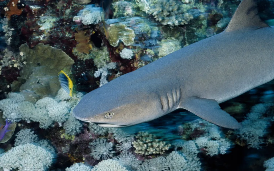 A nurse shark swims over a vibrant coral reef with a small yellow fish nearby.