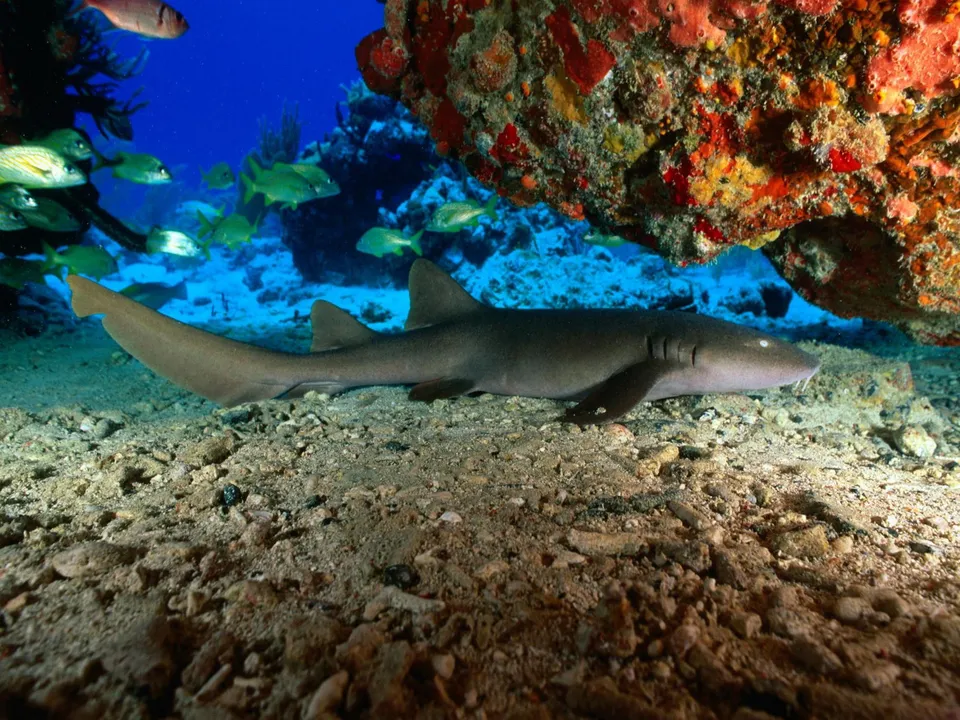 A nurse shark rests on the sandy seabed under a colorful coral overhang, with small fish swimming in the blue water.