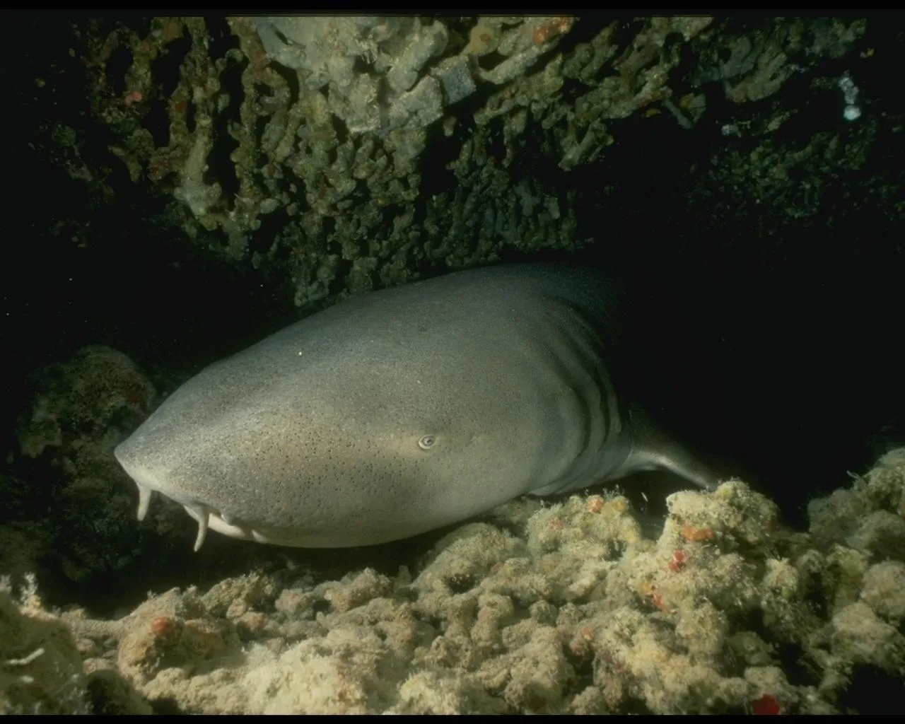 A nurse shark rests on the seabed surrounded by coral and rocks.