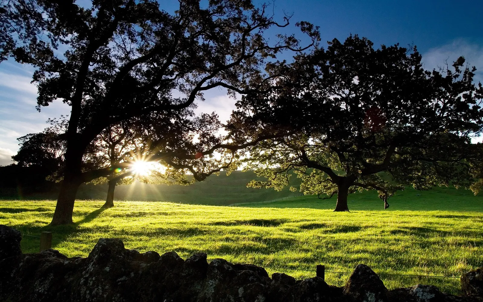 Silhouetted oak trees with sunburst rays shining through branches onto a green, grassy field.