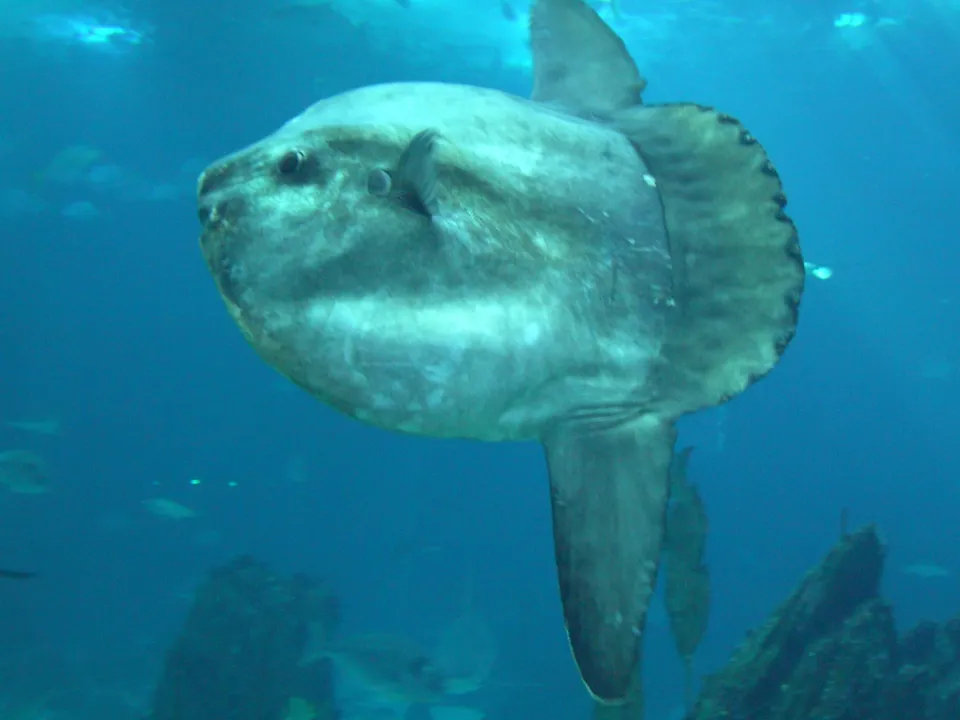 A large, flat ocean sunfish swims in clear blue water, with its fins visible.