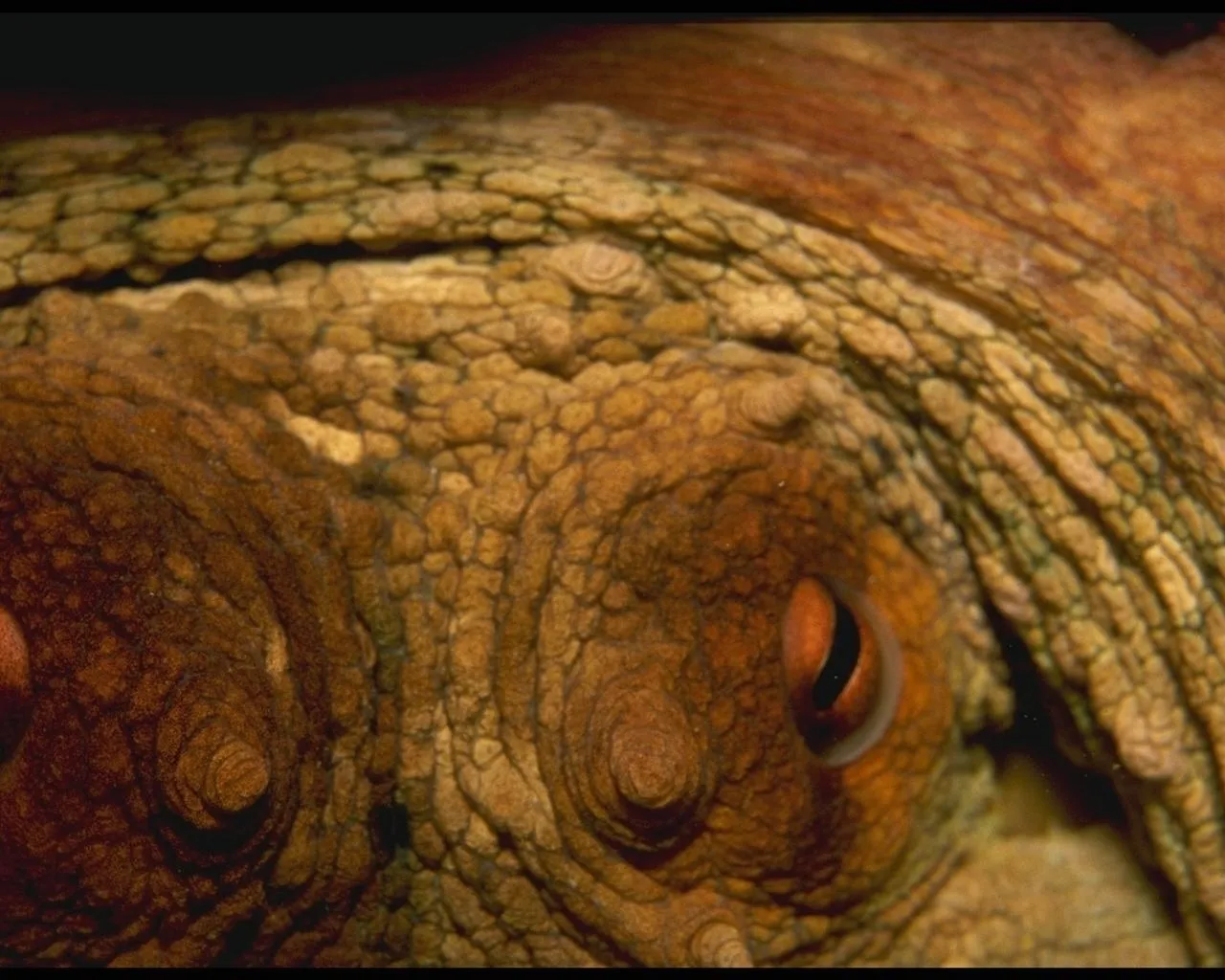 A close-up view of an octopus's eye and textured skin, showing intricate patterns and colors.