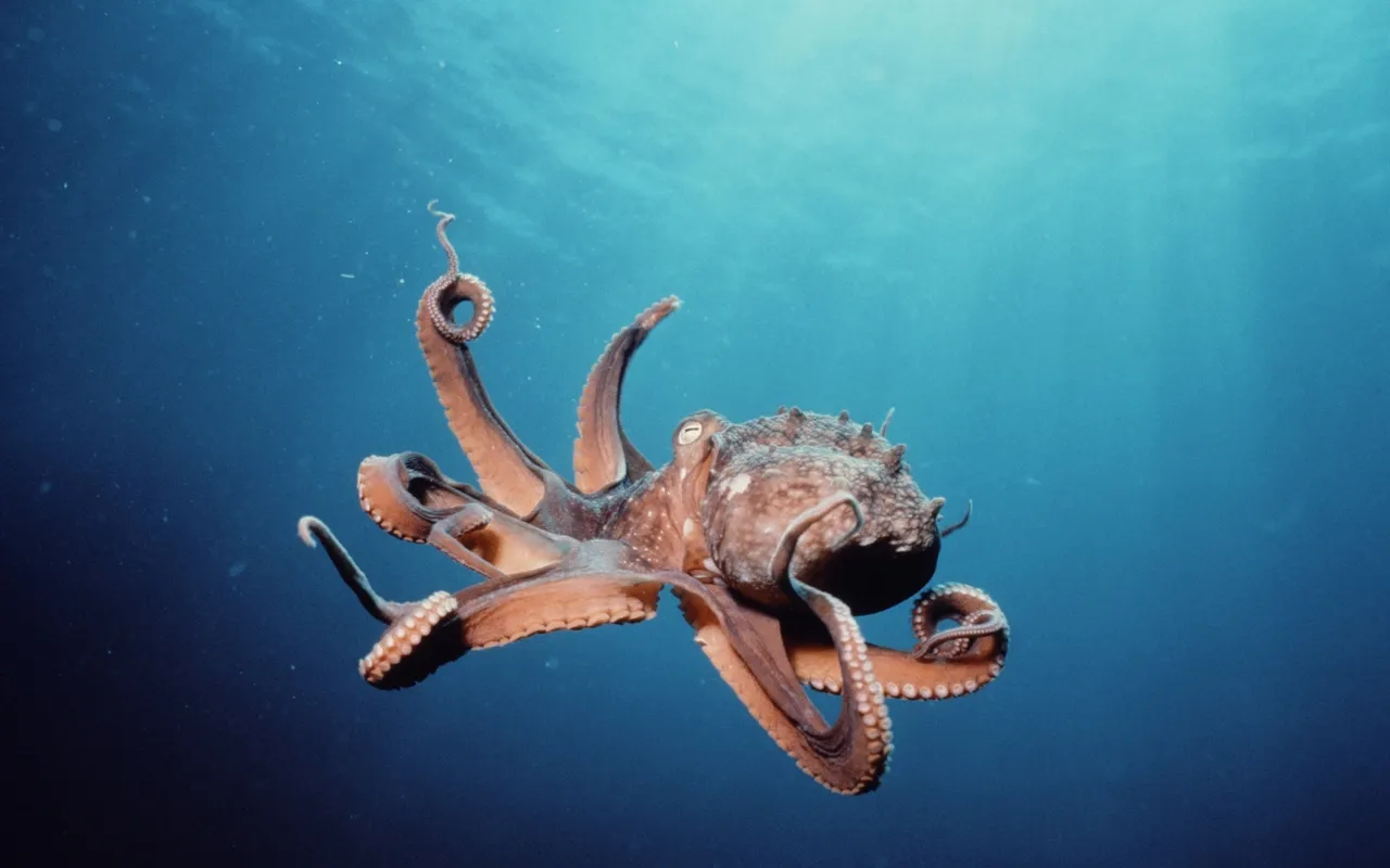A large octopus with brown skin and curled tentacles swims in clear blue ocean water.