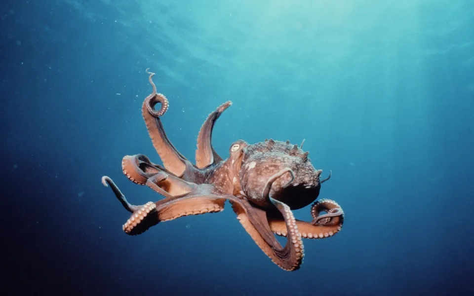 A large octopus with brown skin and curled tentacles swims in clear blue ocean water.