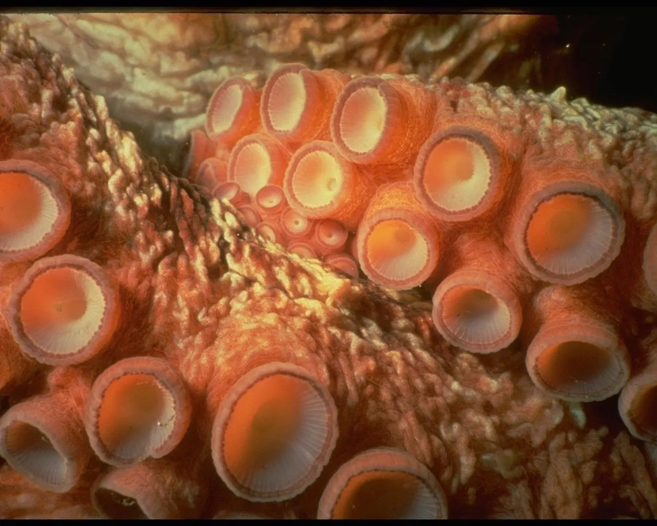 A close-up view of the textured tentacles and suction cups of an octopus.