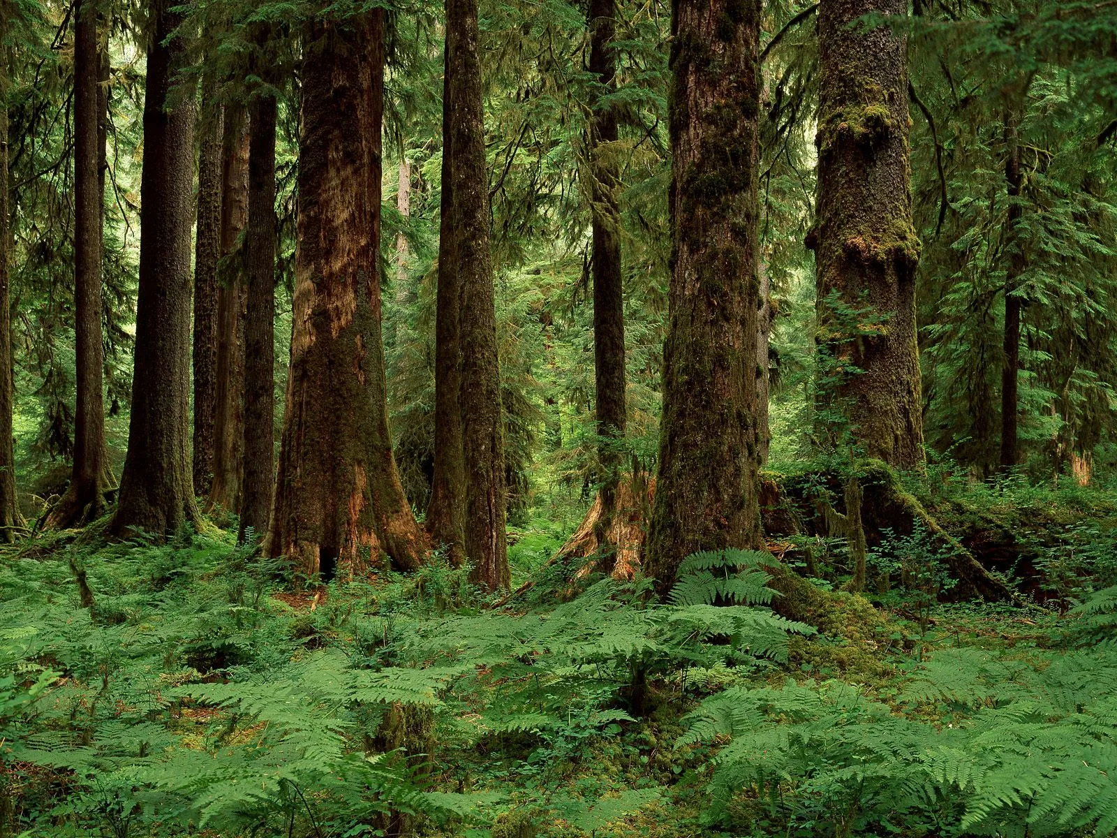 A dense forest with tall, moss-covered trees and a carpet of green ferns.