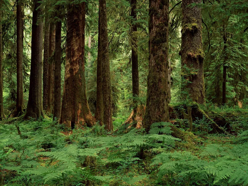 A dense forest with tall, moss-covered trees and a carpet of green ferns.