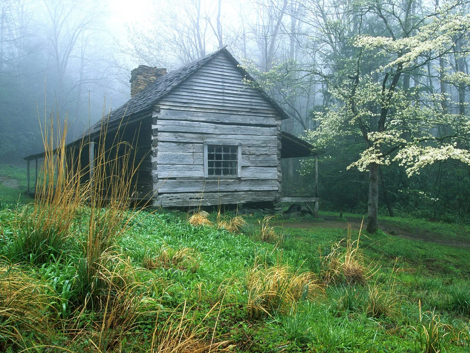 An old wooden log cabin sits in a misty forest with a flowering tree nearby.